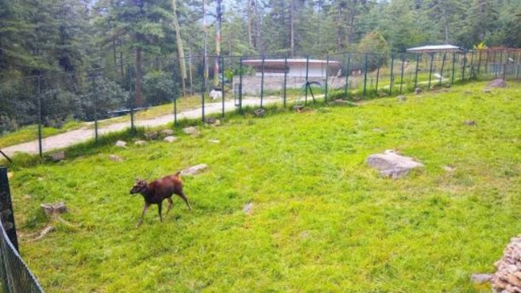 Motithang Takin Preserve_3